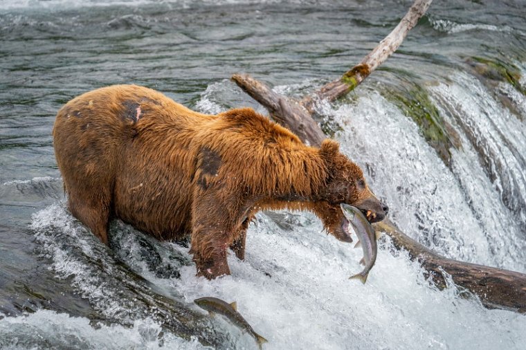 150 Katmai NP, bruine beer.jpg